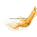 Natural High Quality N ° CAS 90045-38-8 Extrait de ginseng